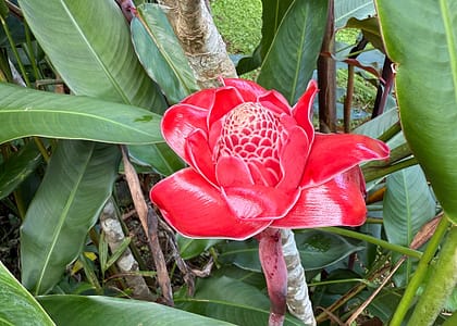 vl-lelodge-blocjardin