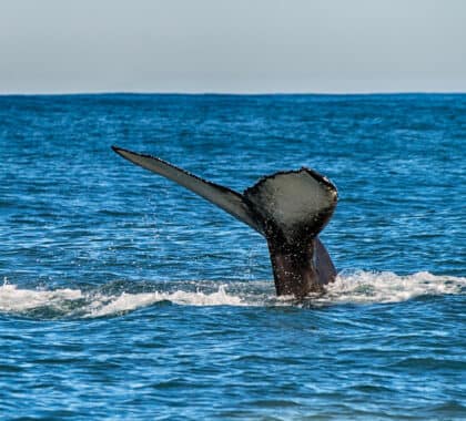 vl-activites-bloc01-mer